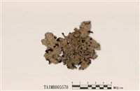 藏品(粉芽裸緣梅衣)的圖片